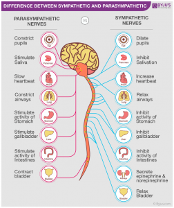 How the sympathetic and parasympathetic nervous system affects organs