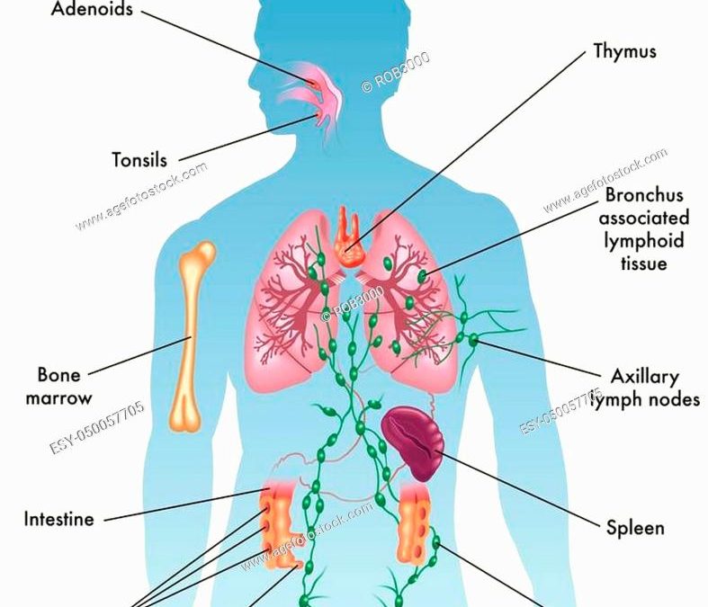 Identify three different organs associated with immunity