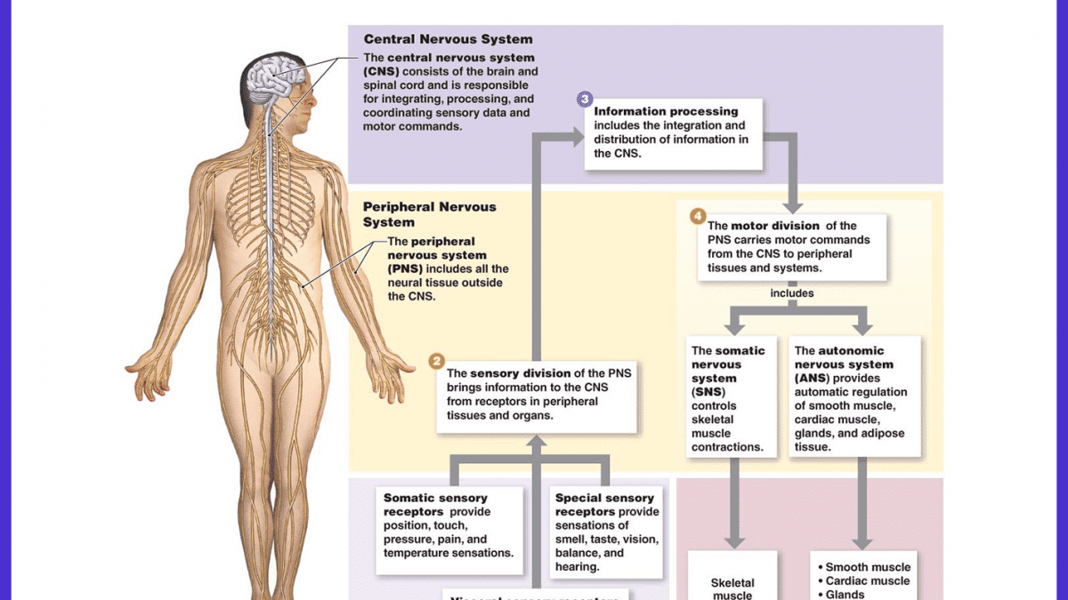 Description of the physiology of the human nervous system