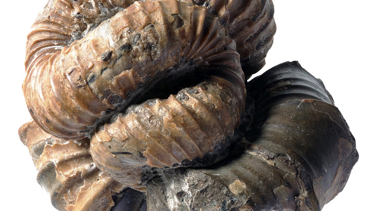 Why the extinction of Molluscs represents an irreversible loss