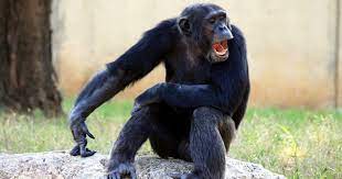 Is it true that 99% of our DNA is similar to Chimpanzees?