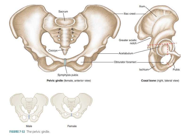 Why the bones of the pelvic girdle should be massive than of the pectoral girdle