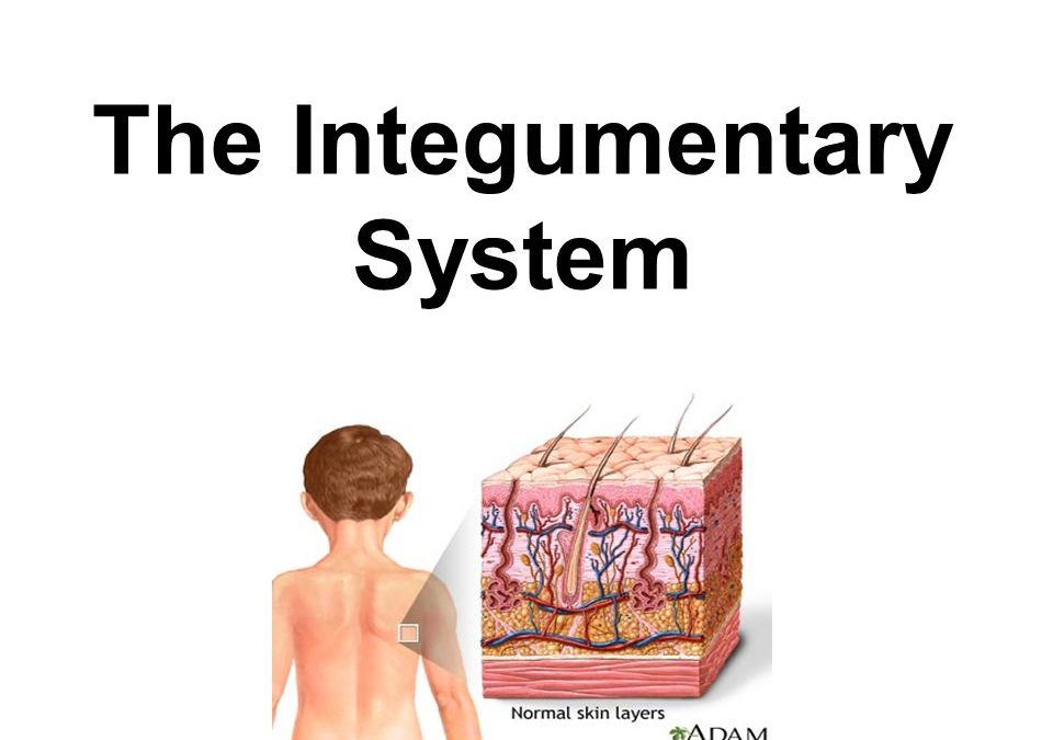 Functions of the integumentary system