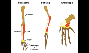 How are the arm of a human and the foreleg of a cow similar?