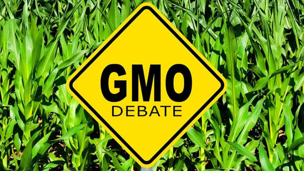 The against or pro-GMO debate