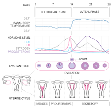 From an anatomical and physiological perspective, describe the menstrual cycle