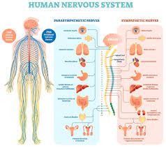 Human Neuroanatomy in the News and Life