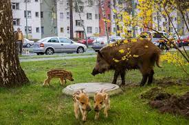 Does living in the urban environment affect the behaviour of wild animals towards people?