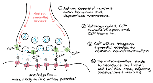 Processes used in neurotransmission