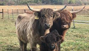 My dream to own a farm with highland cows
