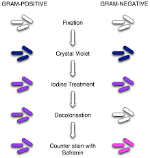 Every step of the Gram stain from the beginning