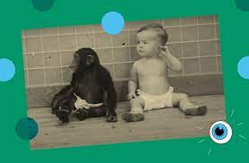 Chimp and Child Compared